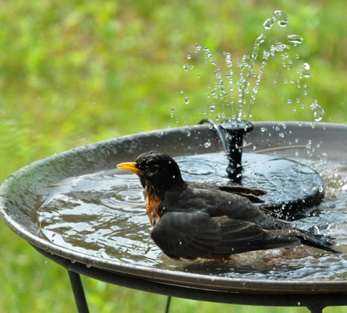 Flowbee - Fontaine solaire élégante pour les oiseaux du jardin