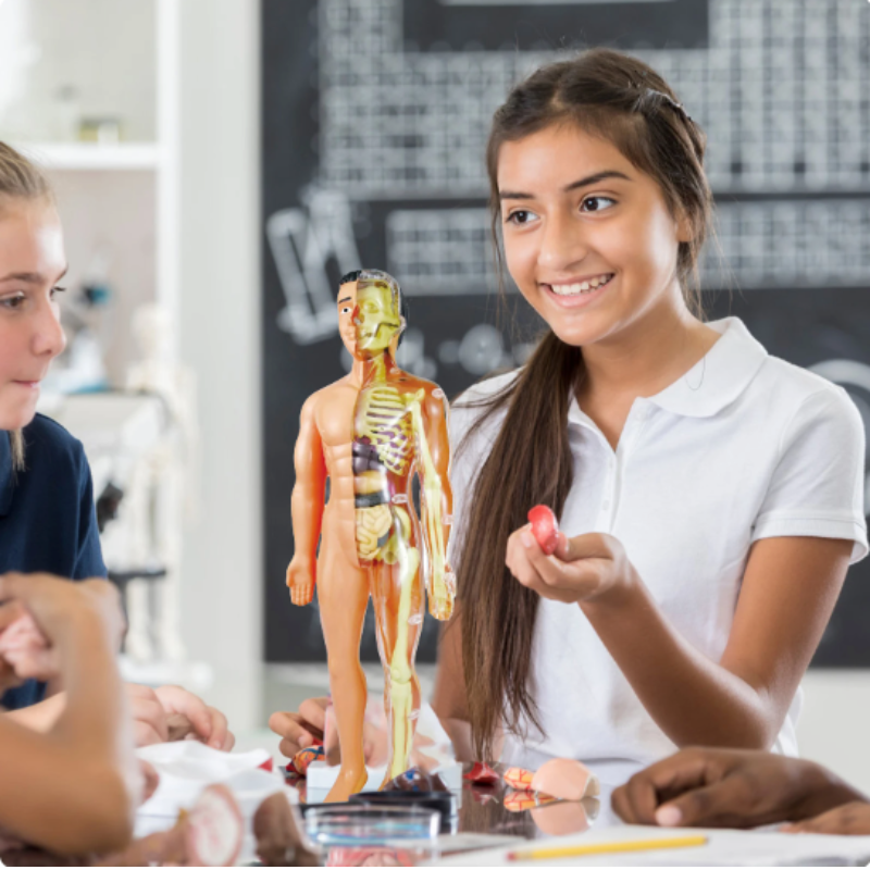 BioBuild - Modèle Anatomique Éducatif pour Enfants