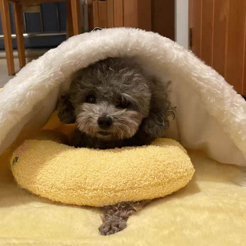 PetEase Luxe - Coussin Orthopédique pour Chien