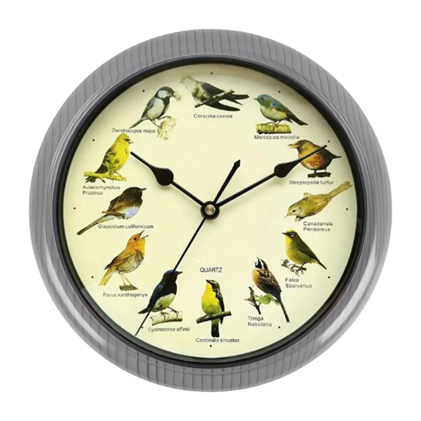 BirdSong Clock - Horloge murale 25 cm avec chants d'oiseaux