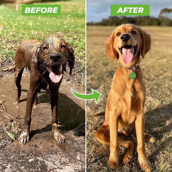 Dogjet Pro - Douchette de lavage pour chien à raccorder au tuyau