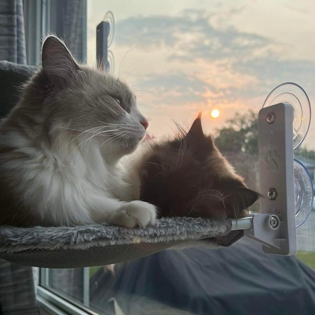PawPerch - Hamac Chat Pliable Stylé sans Perçage