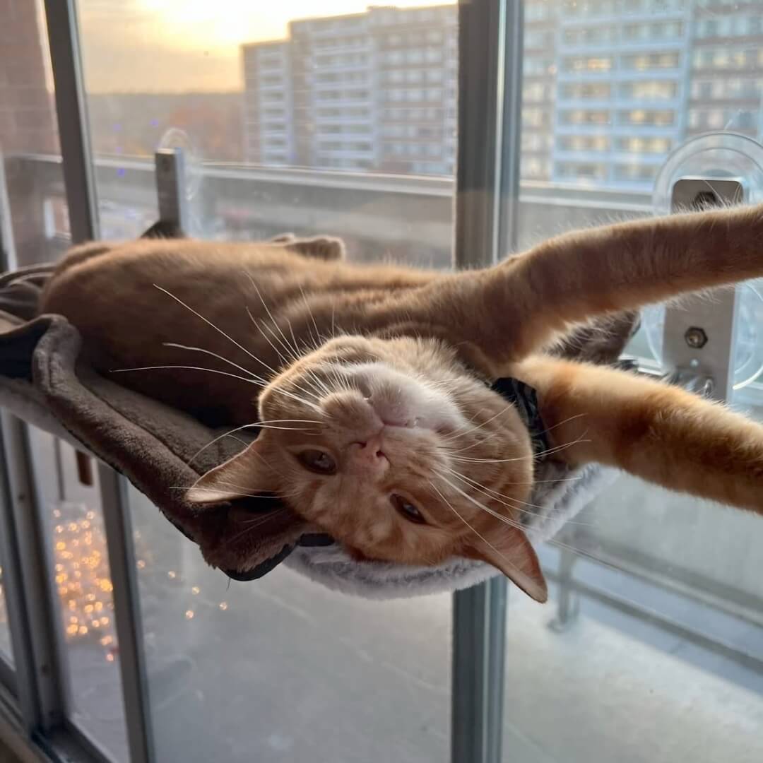 PawPerch - Hamac Chat Pliable Stylé sans Perçage