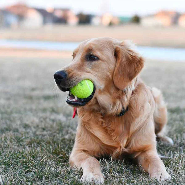 MeshMaster - Premium Tennis Balls with Storage Net