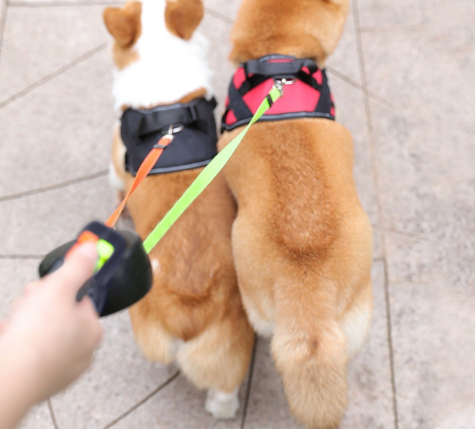 ProPet Duo Leash - Ultimate Leash Solution for Dogs