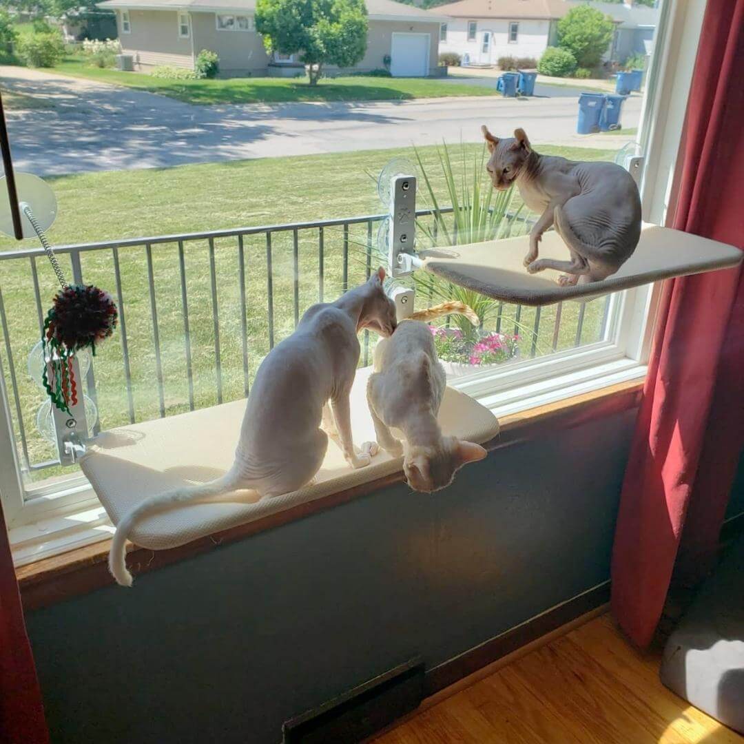 PawPerch - Hamac Chat Pliable Stylé sans Perçage