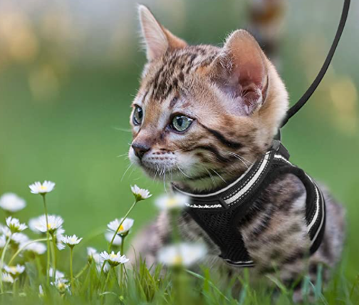 AdventureKit - Secure Harness for Adventurous Cats